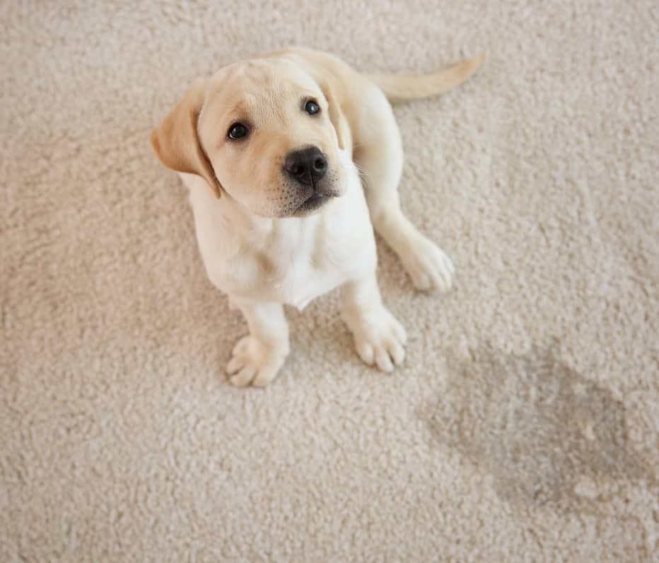 Chiot Labrador sur un tapis avec des traces d'urine, nettoyage impeccable par Nettoyage Impérial.